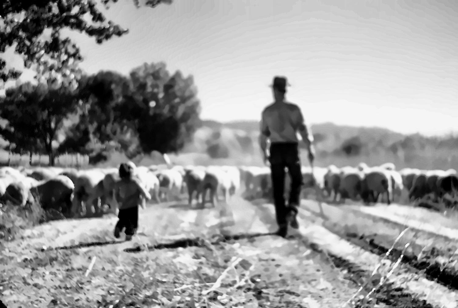 Joe Eisaguirre driving a herd of sheep down a dirt road with a young Lew running alongside